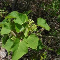 Cissus vitiginea L.